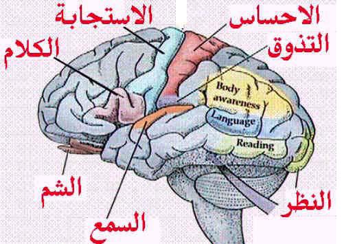 عشر عادات تدمر الدماغ