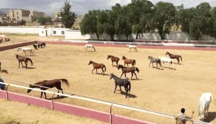 وزير حوثي يبيع نادي الفروسية ويحول فناء وزارة الشباب الى مزرعة للبطاطس