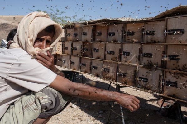 عصابة حوثية تقتل نحّال رمياً بالرصاص وتنهب سياراته شمالي محافظة إب