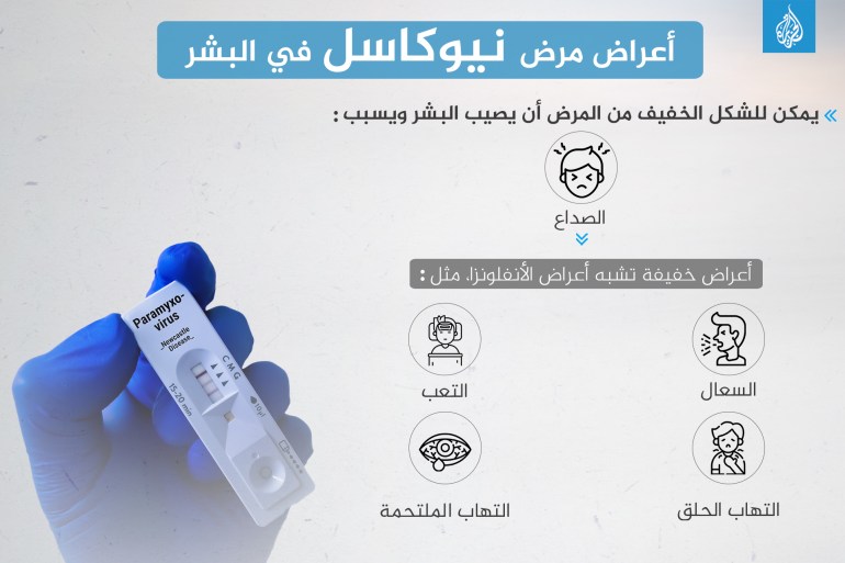 ما فيروس نيوكاسل المنتشر بين الطيور؟ وهل يعدي البشر؟