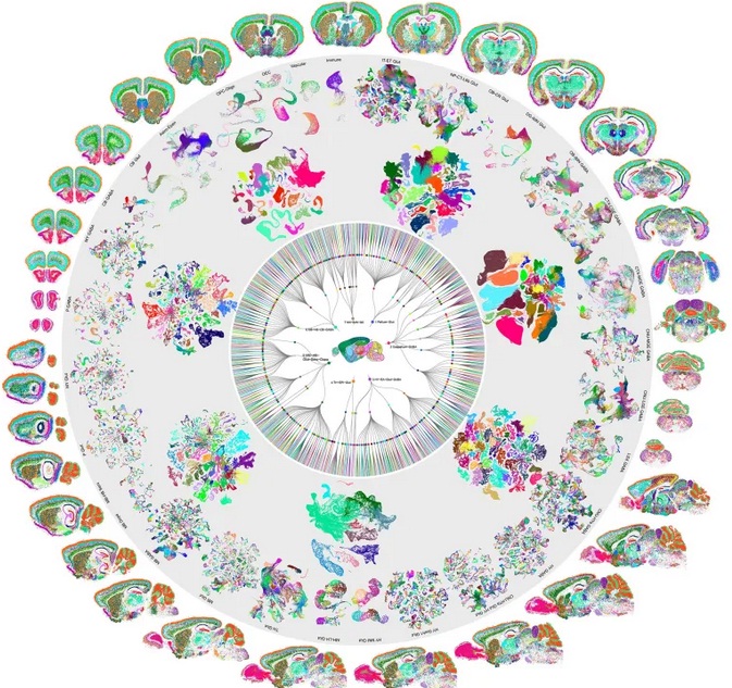 أول خريطة خلوية لدماغ الثدييات تكشف وجود 5300 نوع من الخلايا