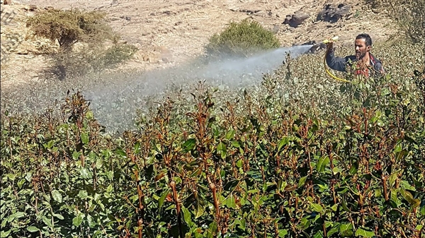 الحكومة تطالب بإدانة دولية لجريمة إغراق الحوثيين مناطق سيطرتهم بالمبيدات القاتلة