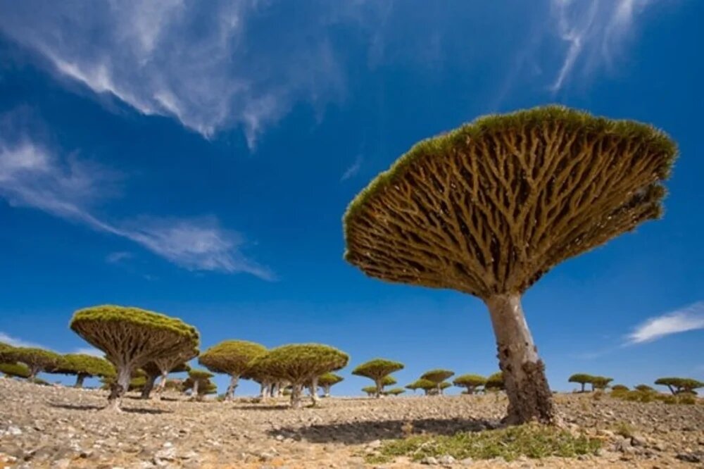 أرخبيل سقطرى وخطر التجريف.. سطو على الأراضي وانتهاكات تهدد محمياتها الطبيعية 